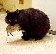Un chat peut-il tuer toute une colonie de souris