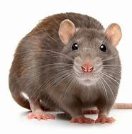 Un rat peut-il sauter a Rhode-Saint-Genèse...