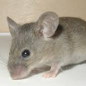 Au bout de combien de temps une souris meurt a Rhode-Saint-Genèse