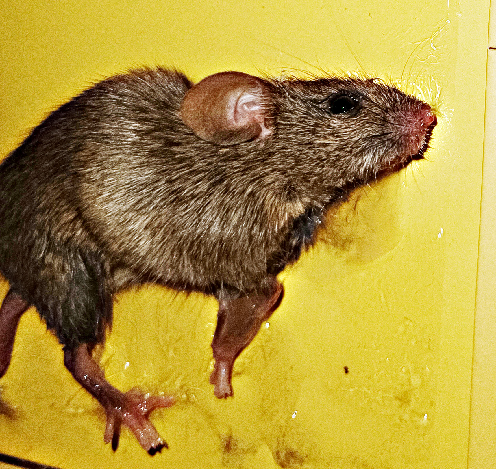 Pièges a colle pour rats et souris a Rhode-Saint-Genèse