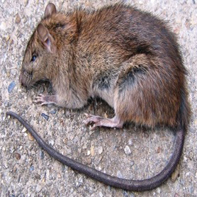 un rat peut-il mordre a Rhode-Saint-Genèse